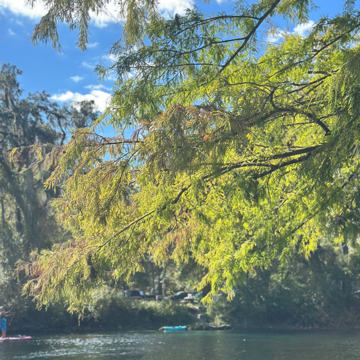 Green trees overhang a calm river under a blue sky with clouds.