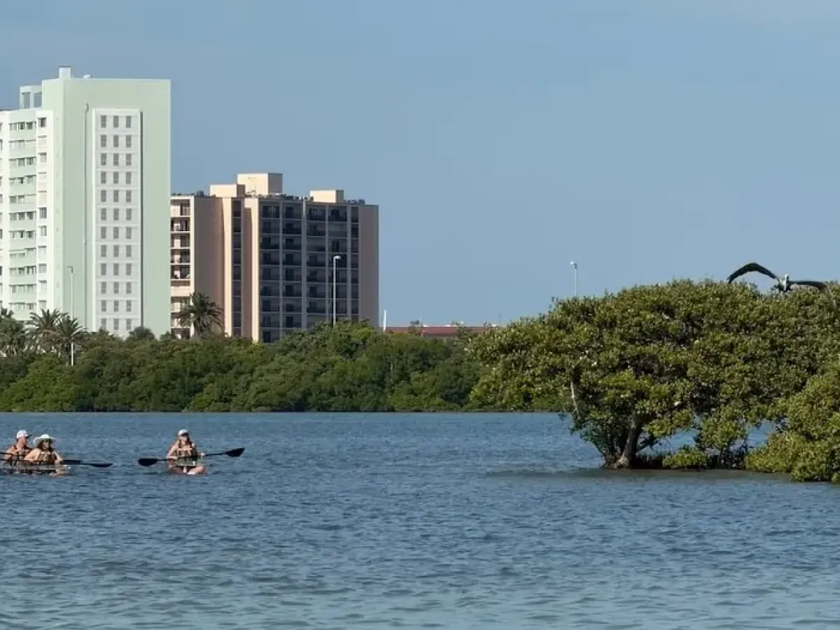 Three people kayaking on a river with buildings and trees in the background.