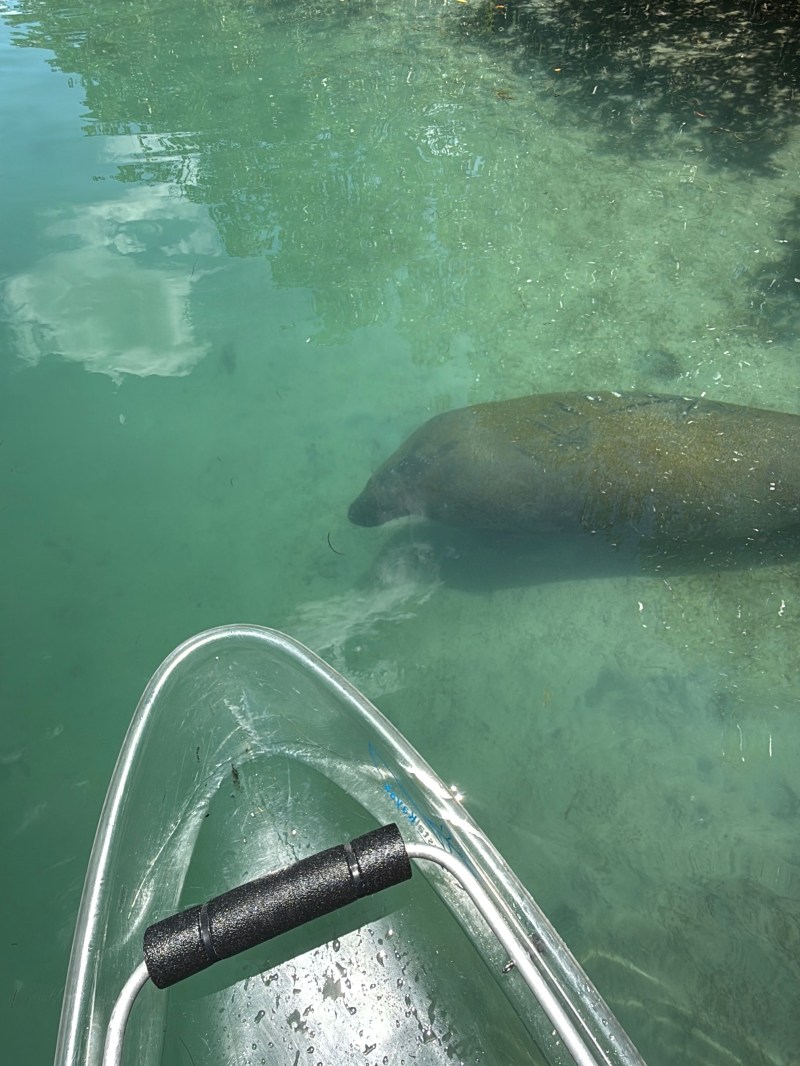 Clear kayak floating above a manatee in shallow water with mangroves nearby.