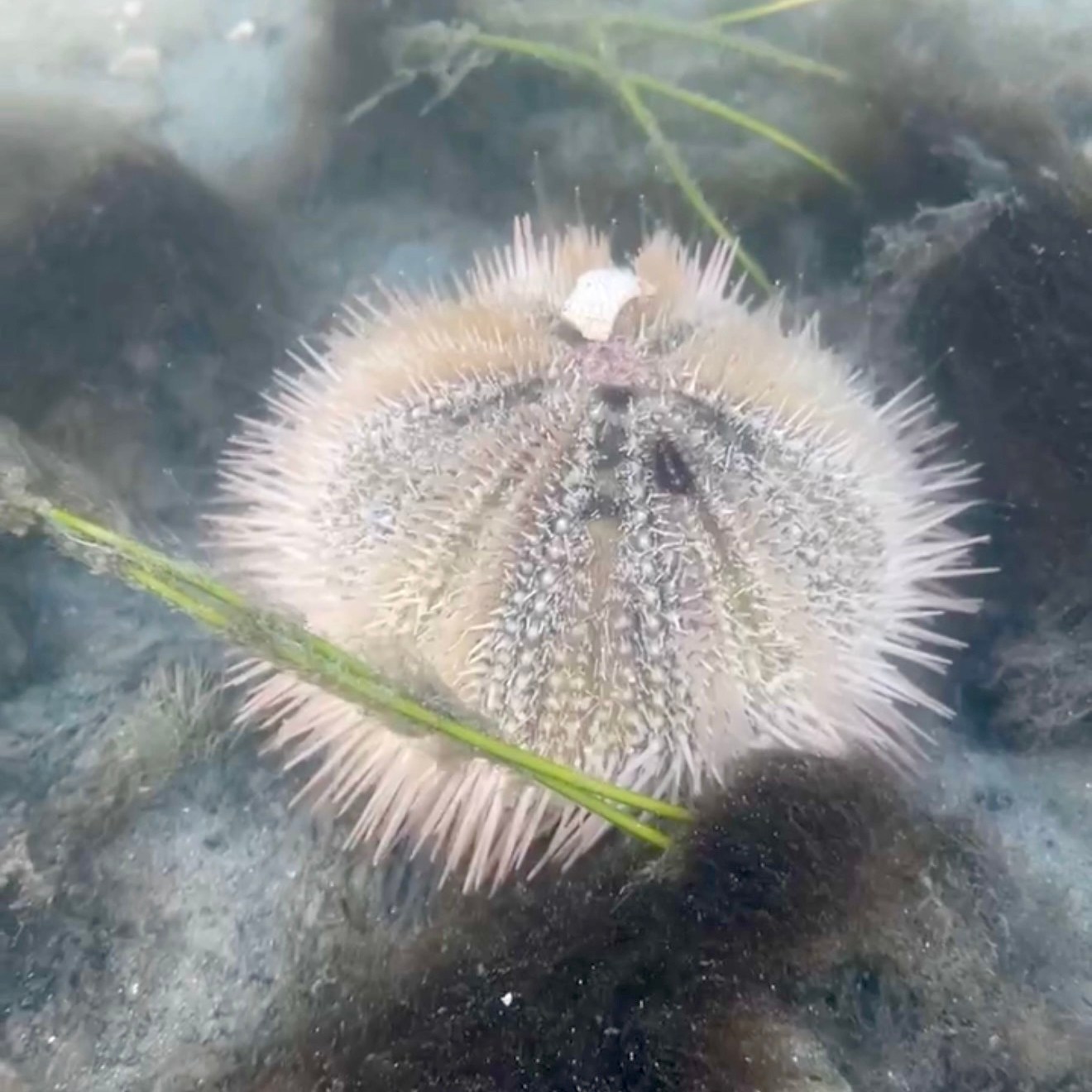 Sea urchin with light-colored spines underwater on sandy seabed.