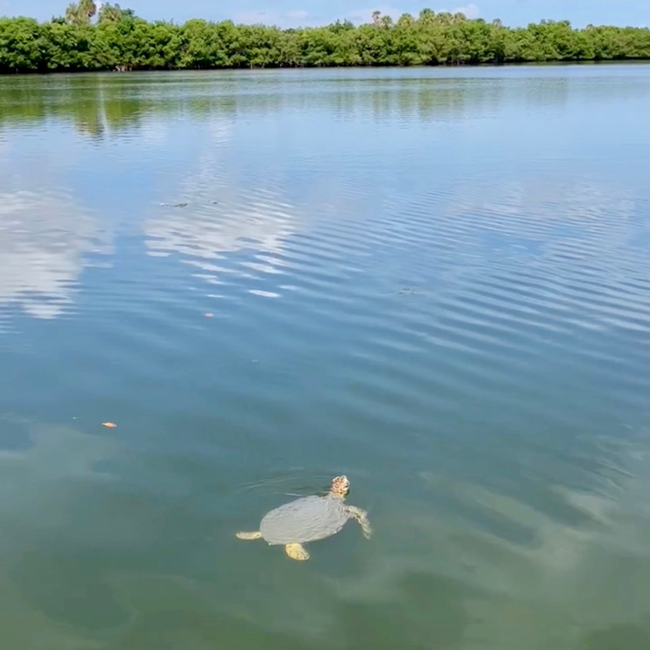 Turtle swimming in calm lake with trees on the far shore.