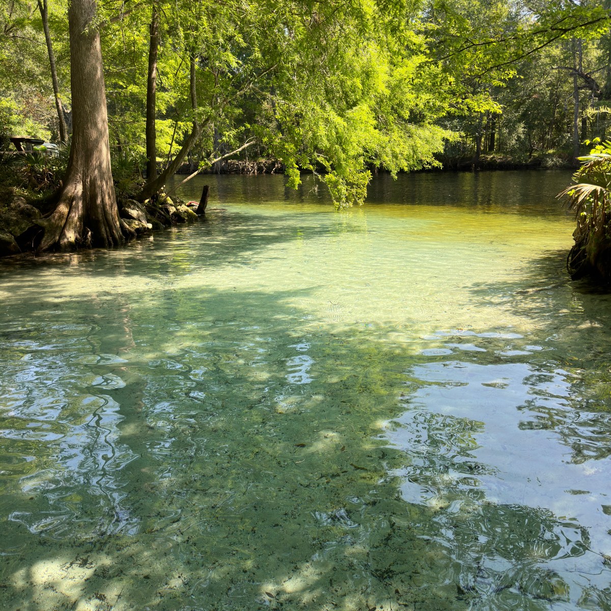 Clear water stream surrounded by trees with green foliage.