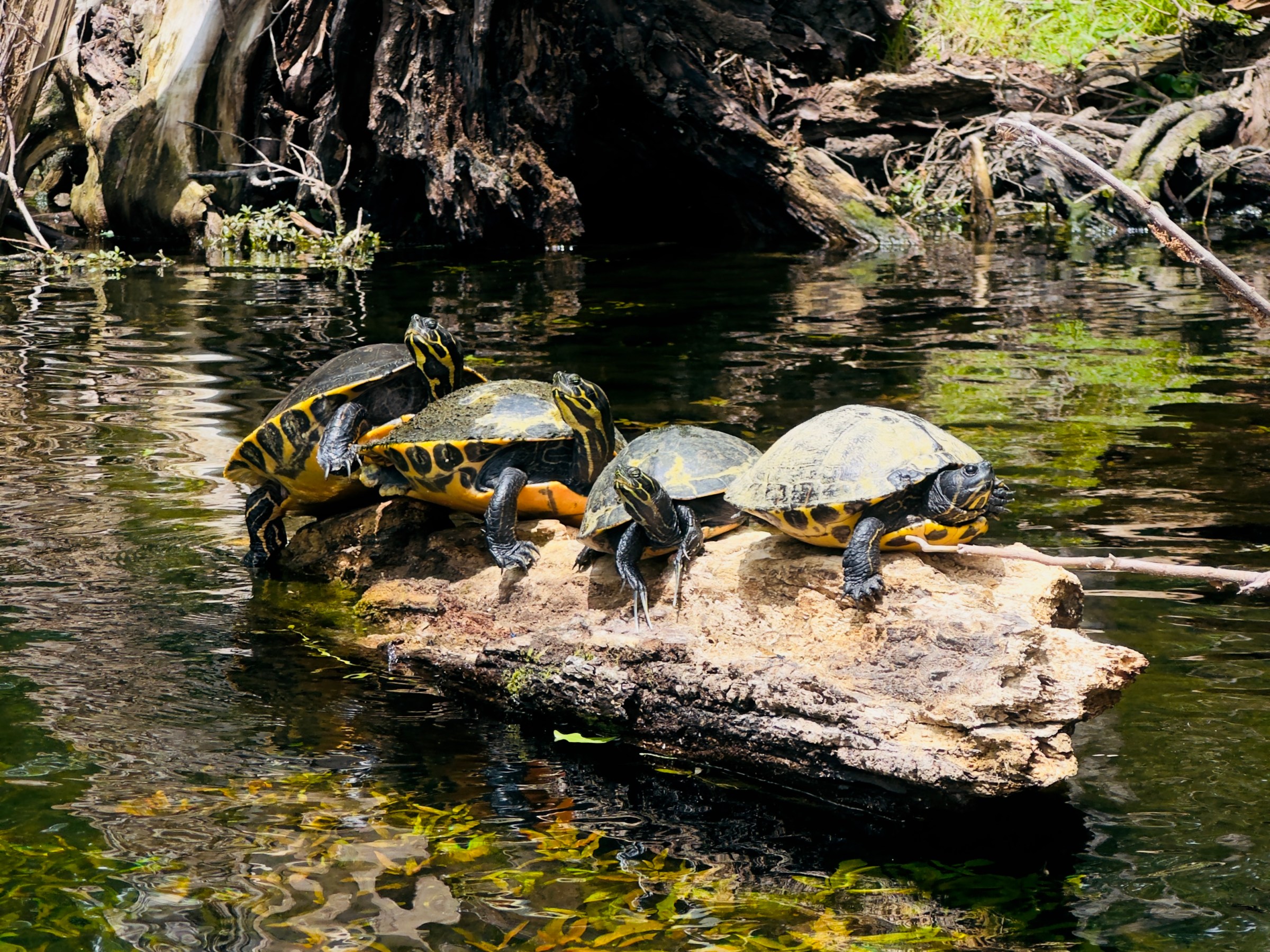 Four turtles sunbathing on a log in a forested pond.