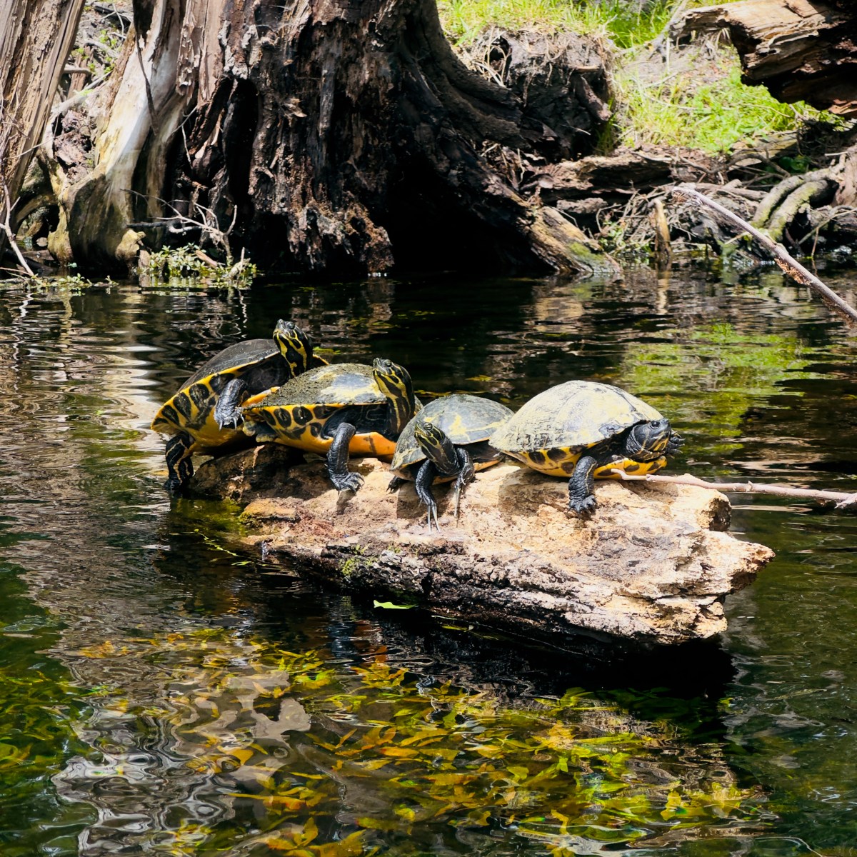 Four turtles sunbathing on a log in a forested pond.