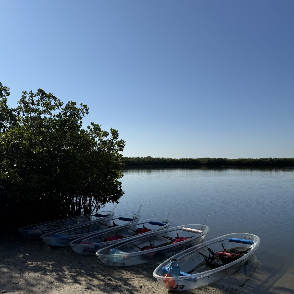 Clear kayaks parked on a sandy shore with calm water and a clear blue sky.