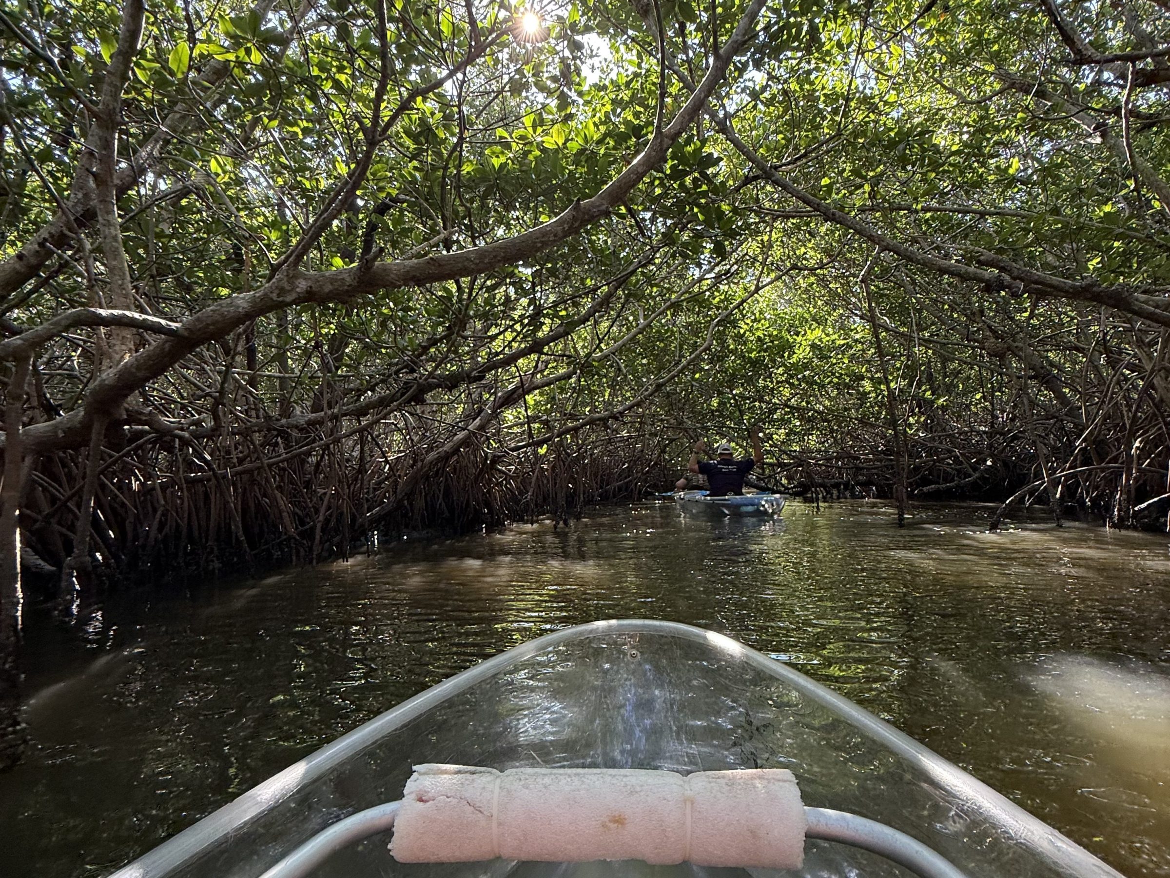 Person kayaking through narrow mangrove-lined waterway.