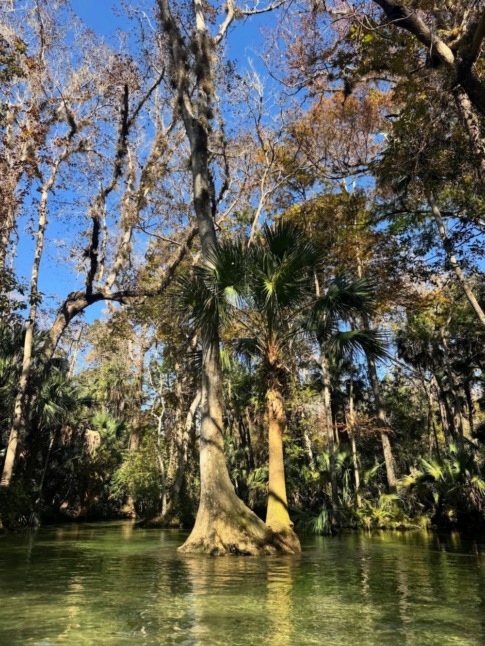 Trees reflected in a forested wetland under blue sky.