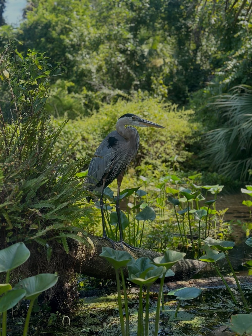 Heron standing on a log among pond plants and greenery.