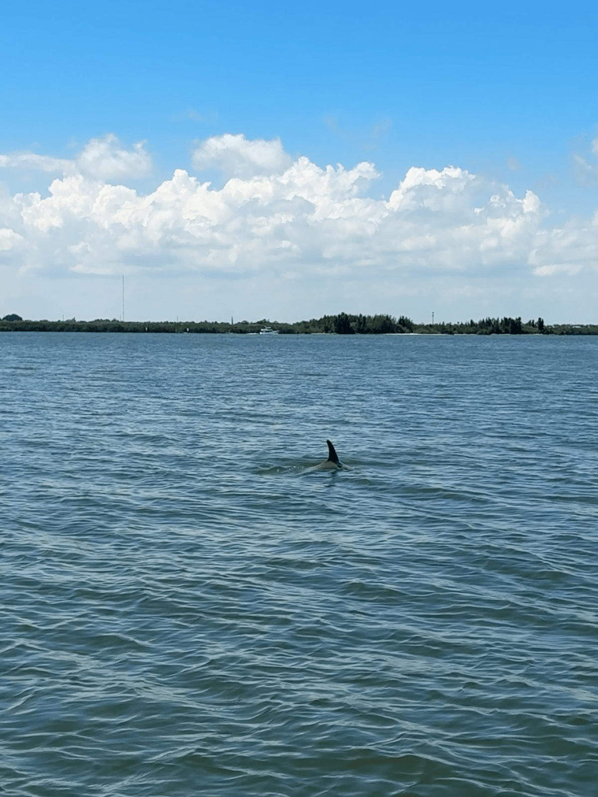 Dolphin fin in calm sea under a partly cloudy sky.