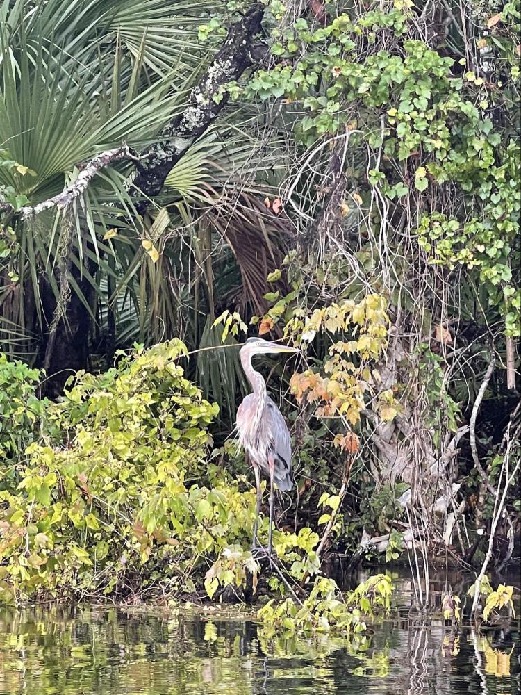 Heron standing among dense green foliage near water.