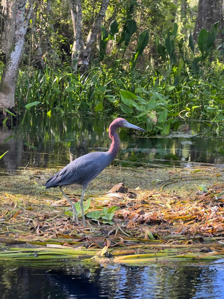 Heron standing on reeds by water in a forested area.