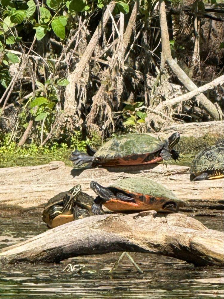 Three turtles basking on a log by the water