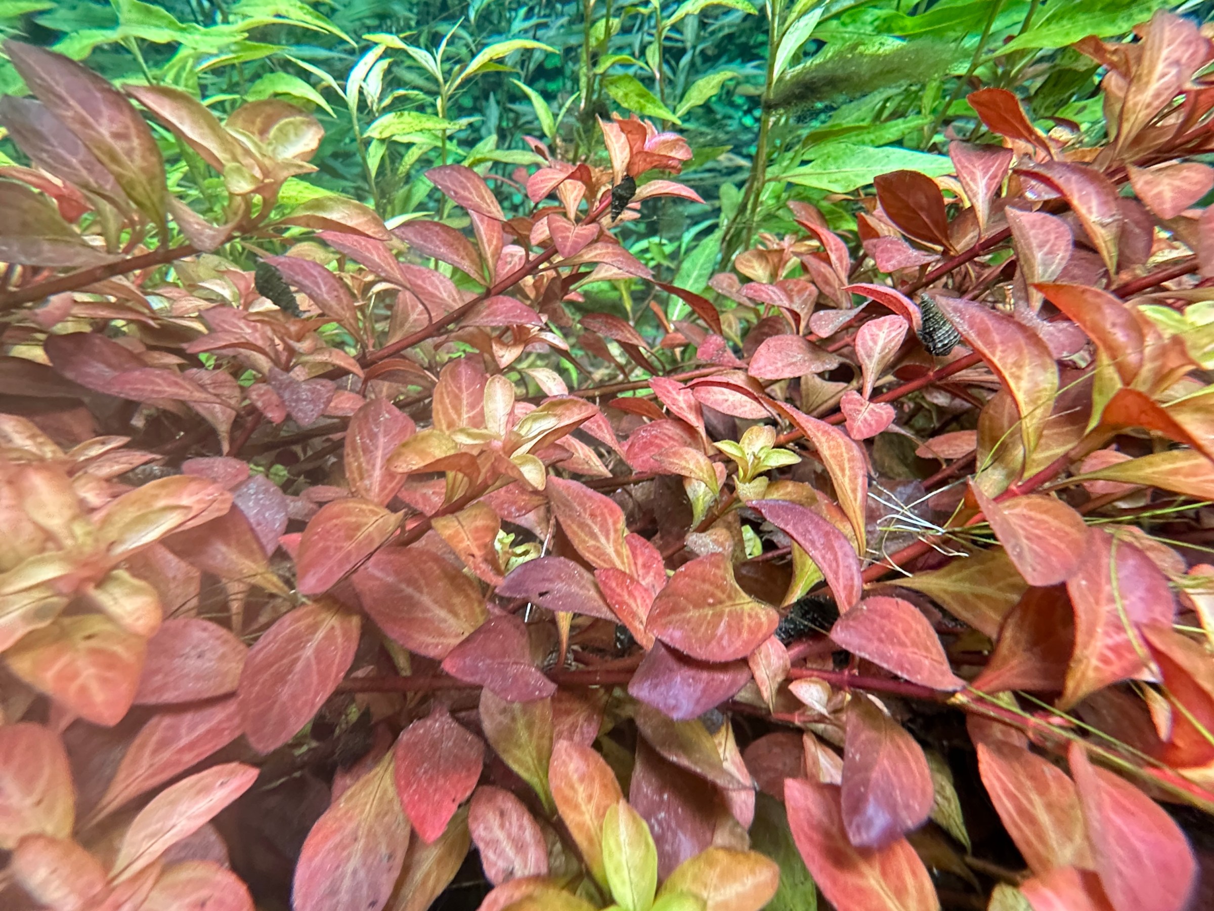 Colorful aquatic plants with red and green leaves underwater.