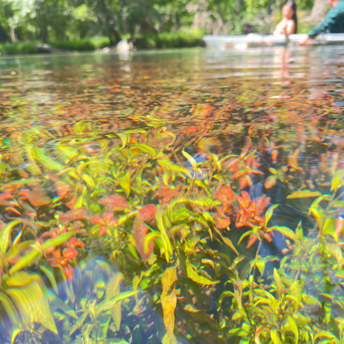 Colorful underwater plants with people swimming in a river above