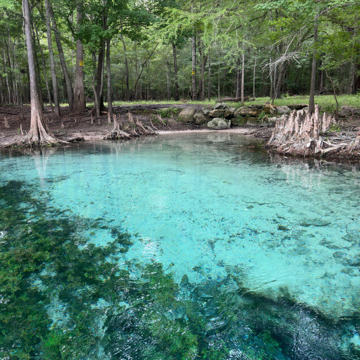 Clear blue spring water surrounded by trees and greenery.