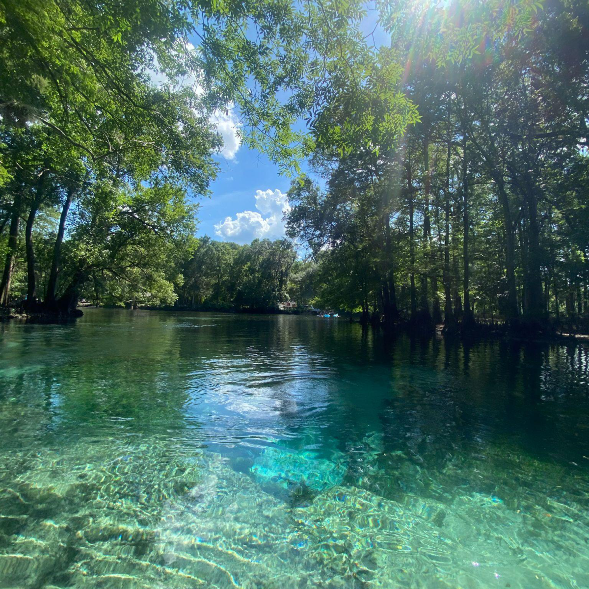 Clear river surrounded by trees under a sunny sky.