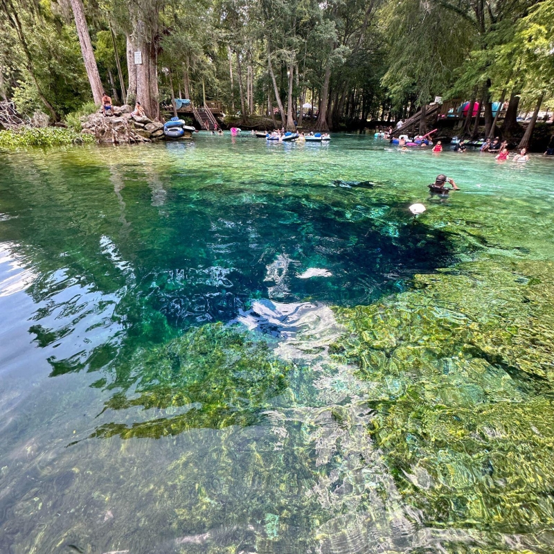 People swimming in a clear, natural spring surrounded by trees.