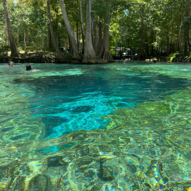 Clear blue water with trees in the background on a sunny day.