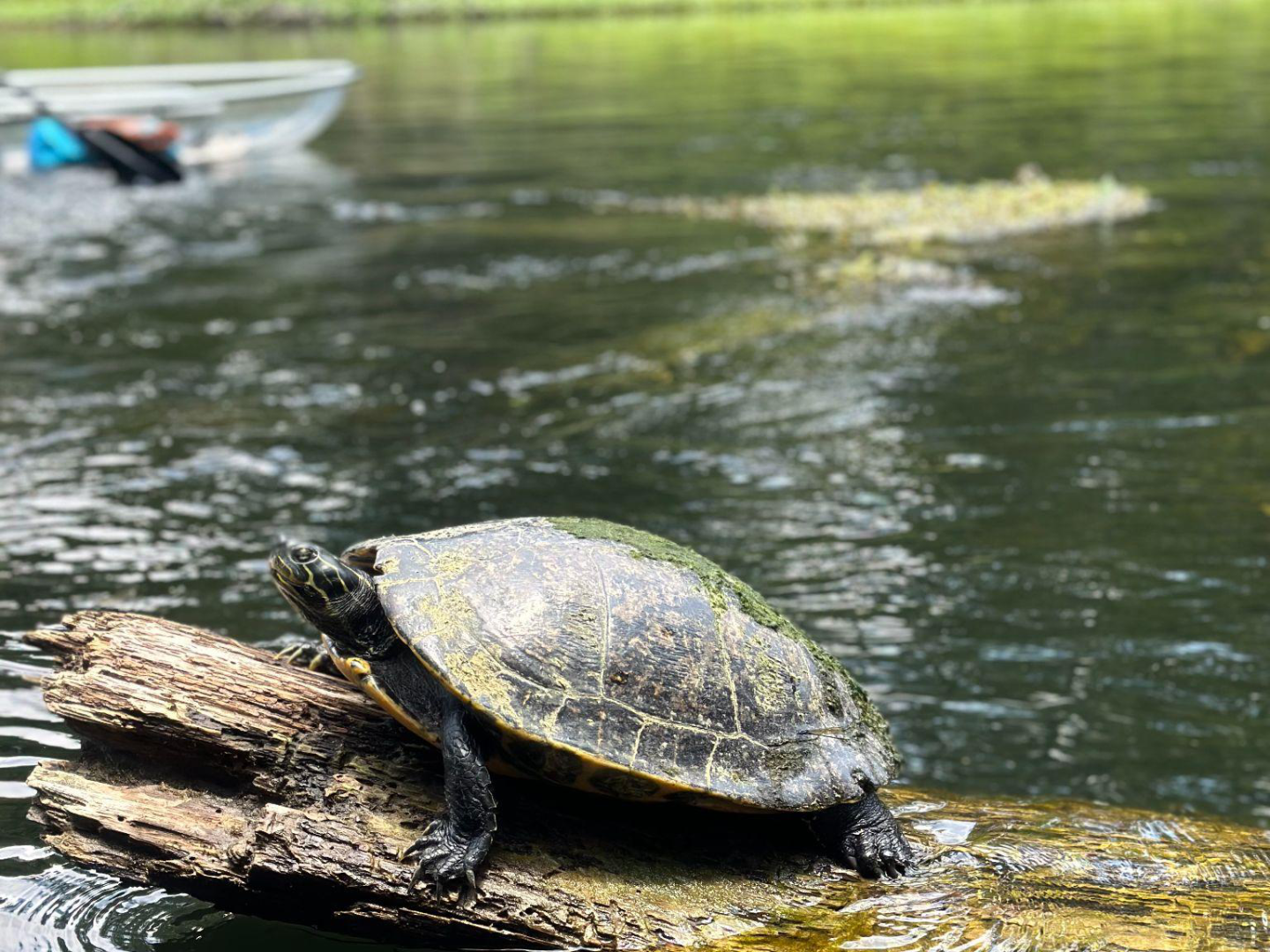 Turtle on log in river, kayak in background on a sunny day.