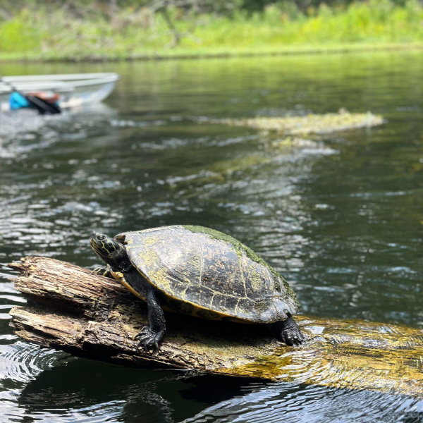 Turtle on log in river, kayak in background on a sunny day.