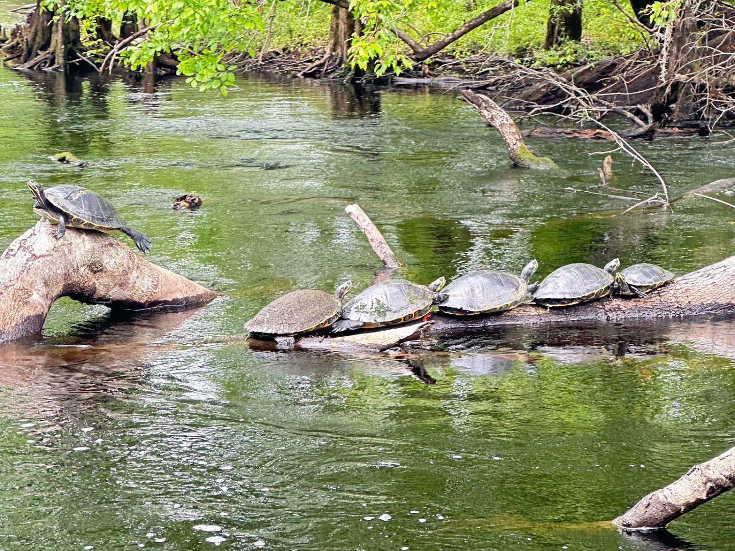 Five turtles on a log in a river surrounded by trees.