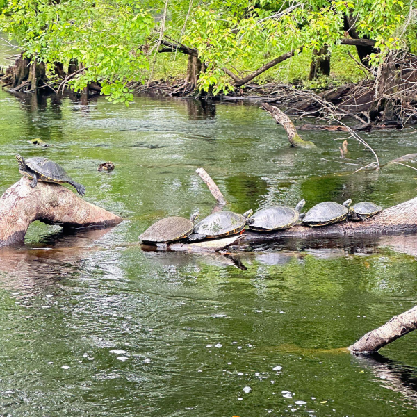 Five turtles on a log in a river surrounded by trees.