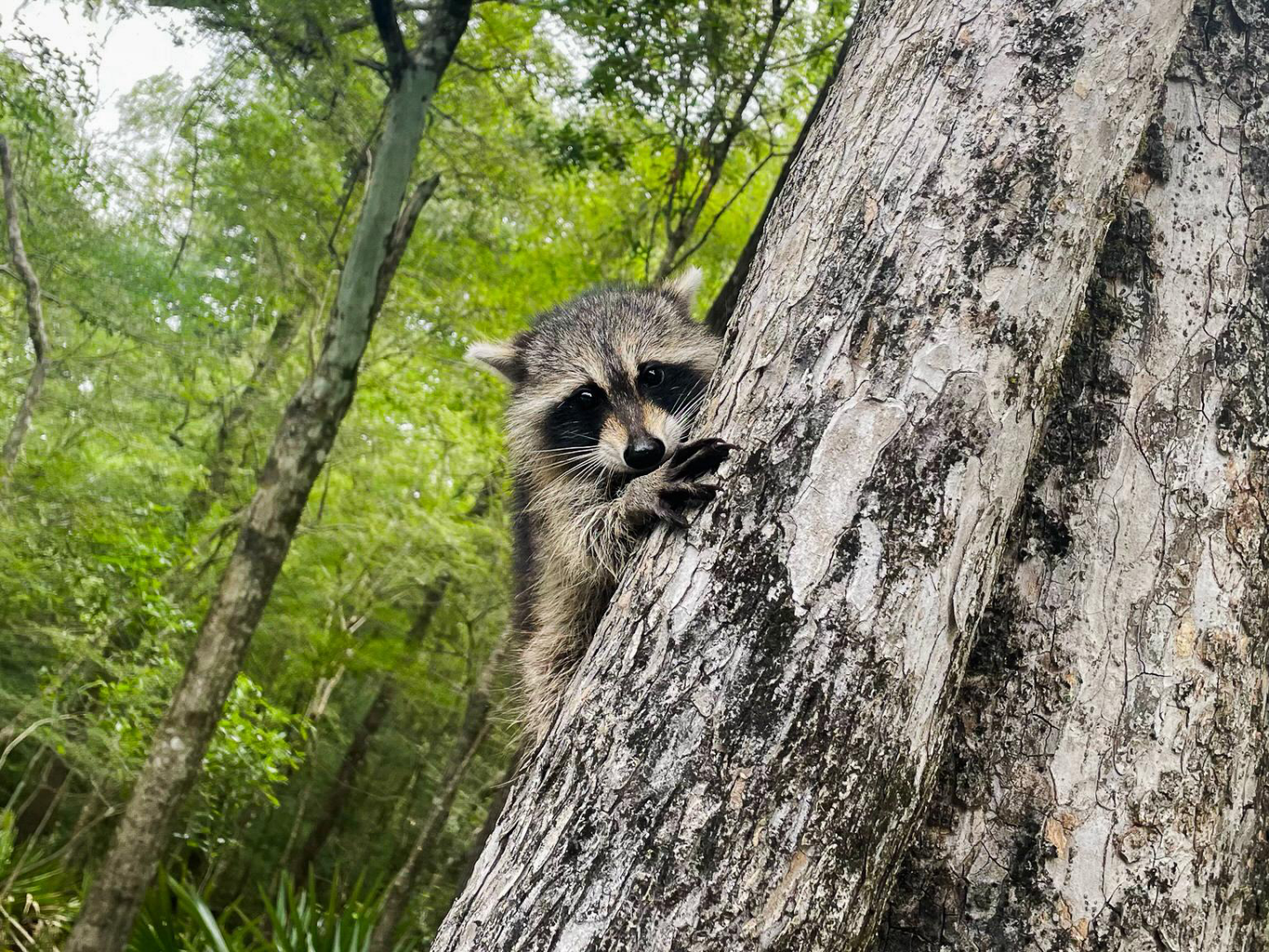 Raccoon climbing a tree in a forest with green foliage.