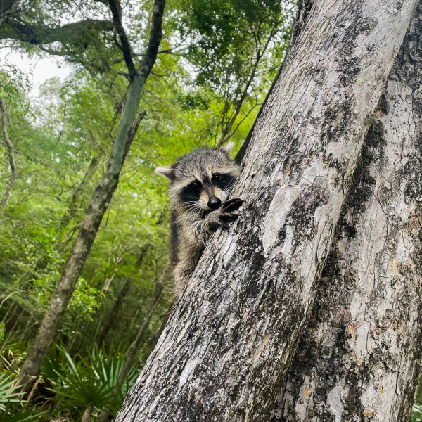 Raccoon climbing a tree in a forest with green foliage.