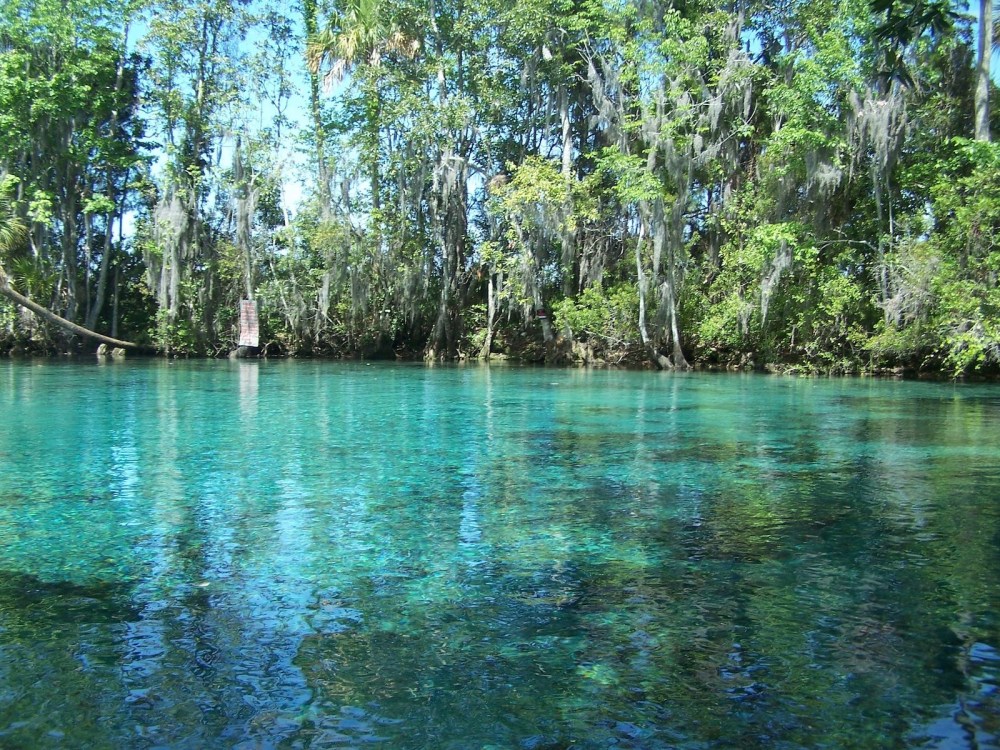 Clear blue water with trees and moss hanging, under a bright sky.