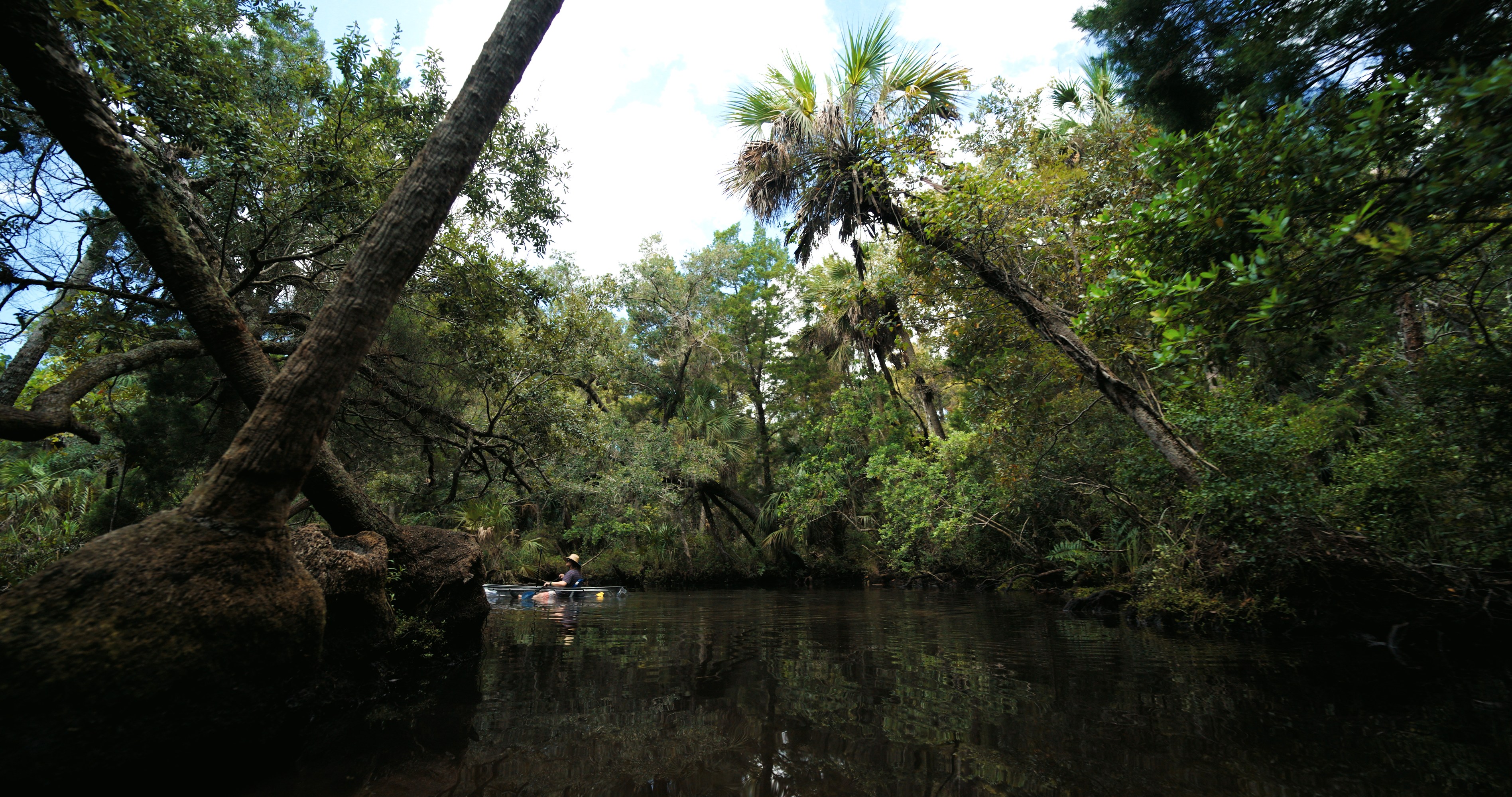 Dense forest with tall trees overhanging a calm river.