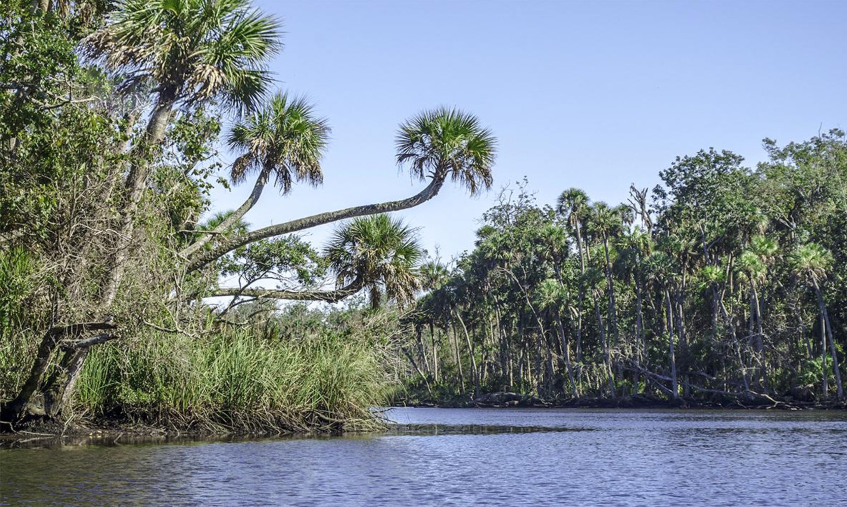 Palm trees and greenery by a calm river under a clear blue sky.