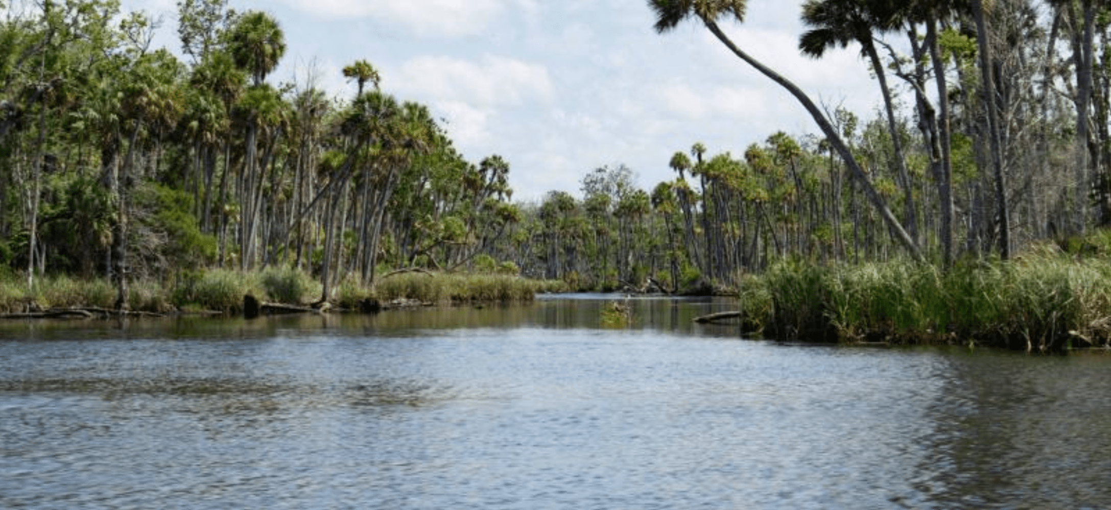 Scenic river lined with palm trees and grass, under a partly cloudy sky.
