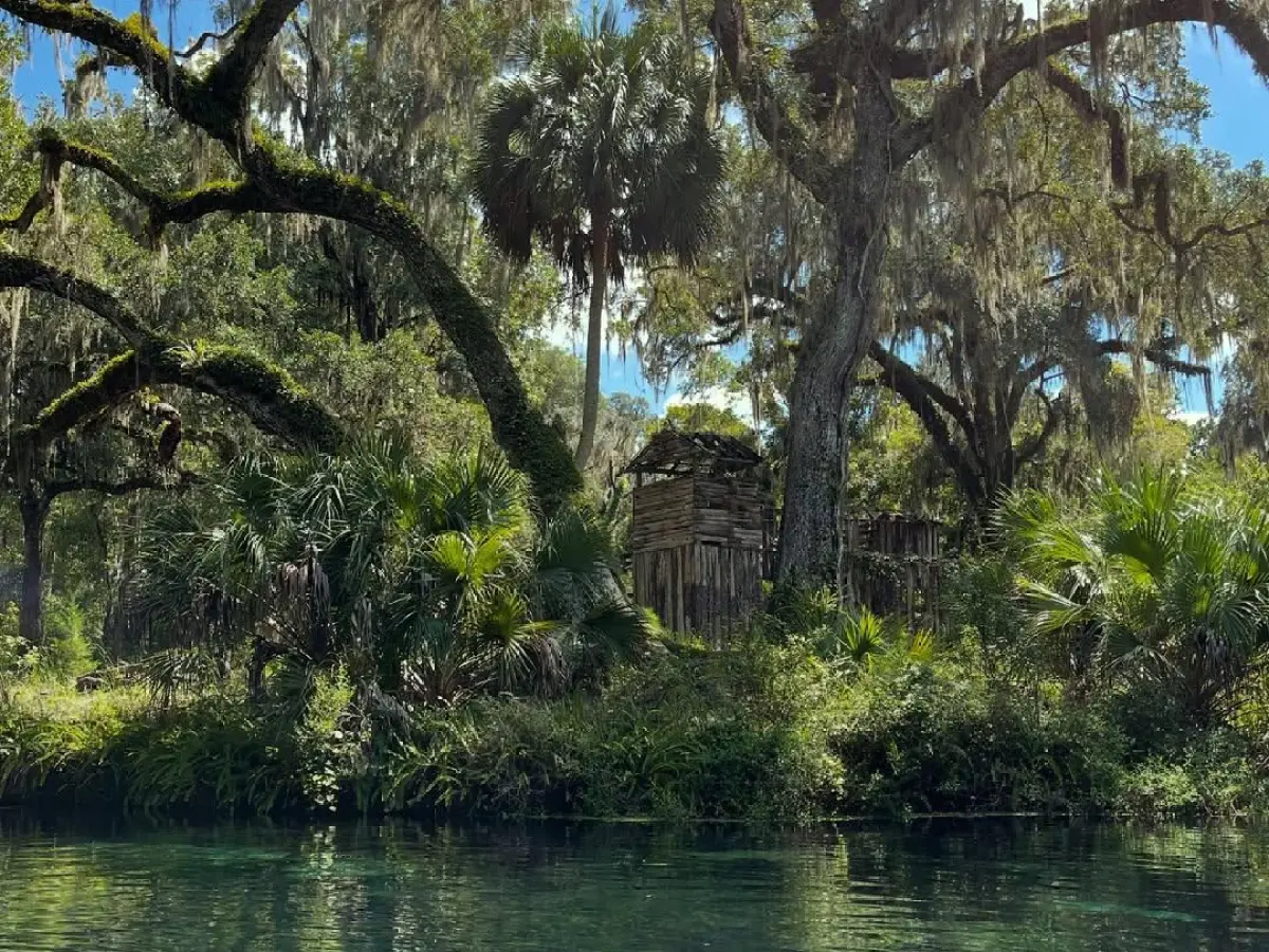 Rustic cabin surrounded by lush trees and moss near a calm river.