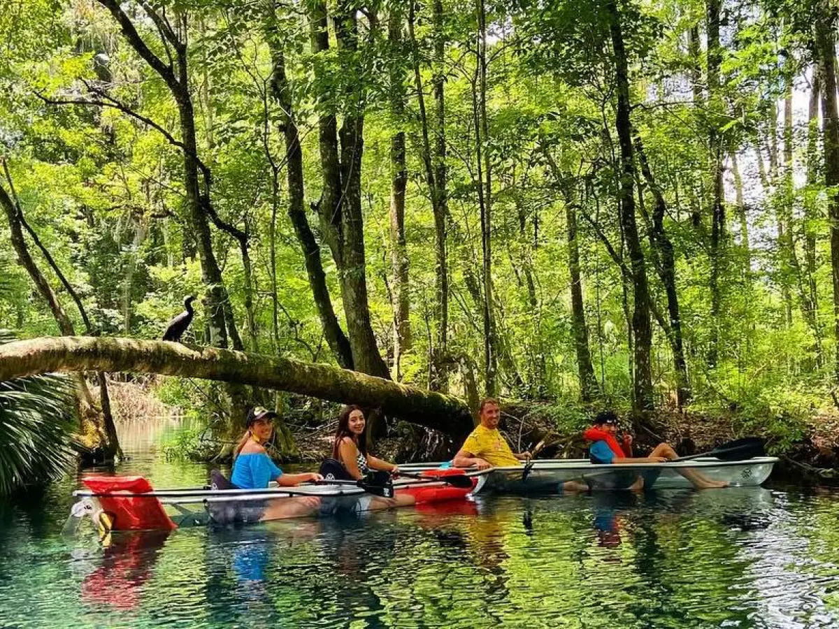 Four people kayaking on a forested river, with a bird perched on an overhanging branch.