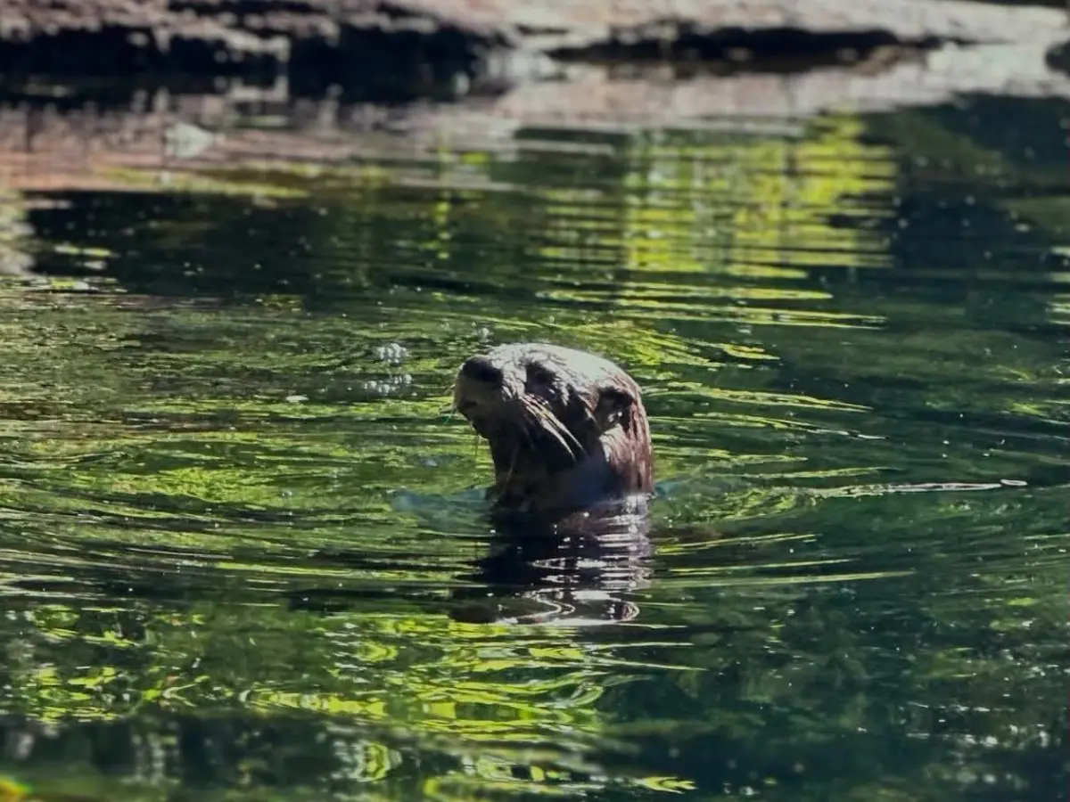 Otter swimming in a reflective pond.