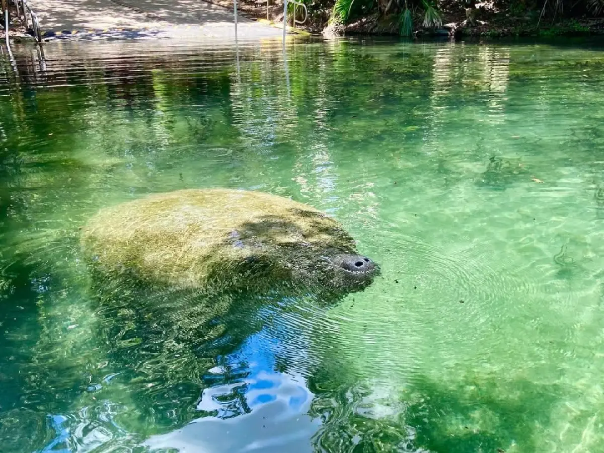 Manatee swimming in clear, sunlit water near a shoreline.