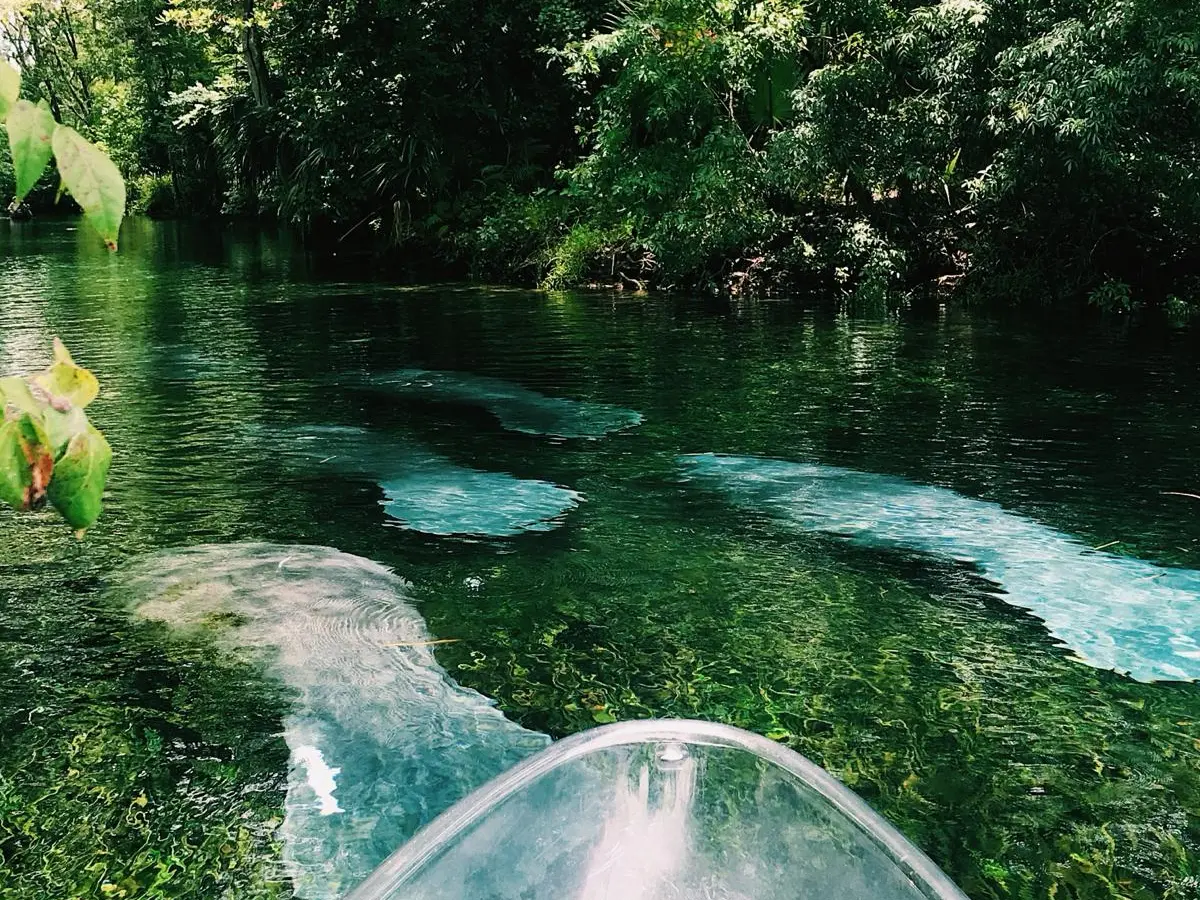 Clear kayak on a river with manatees swimming underneath.