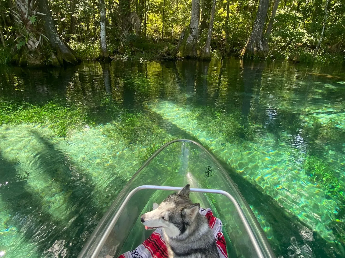 Dog on boat in clear water surrounded by trees.