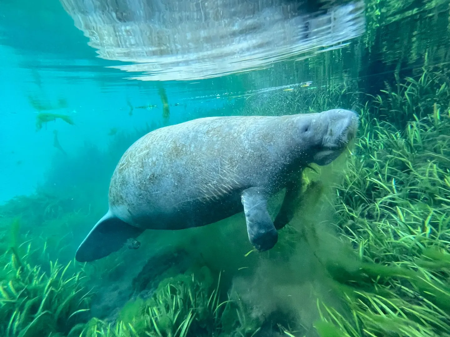 Manatee swimming underwater with grass and reflection above.