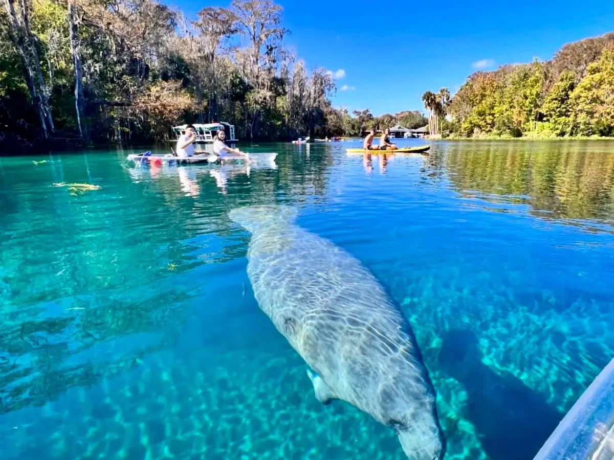 A manatee swims near boats in clear blue water on a sunny day.