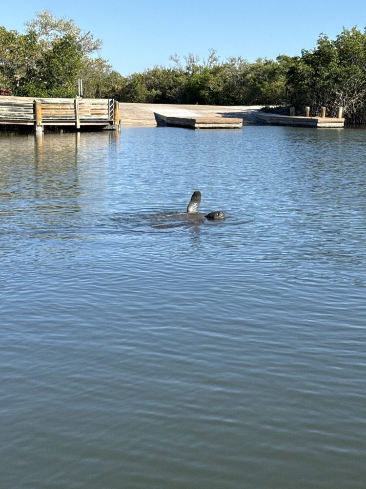 Manatee swimming near a dock in calm waters with trees in the background.