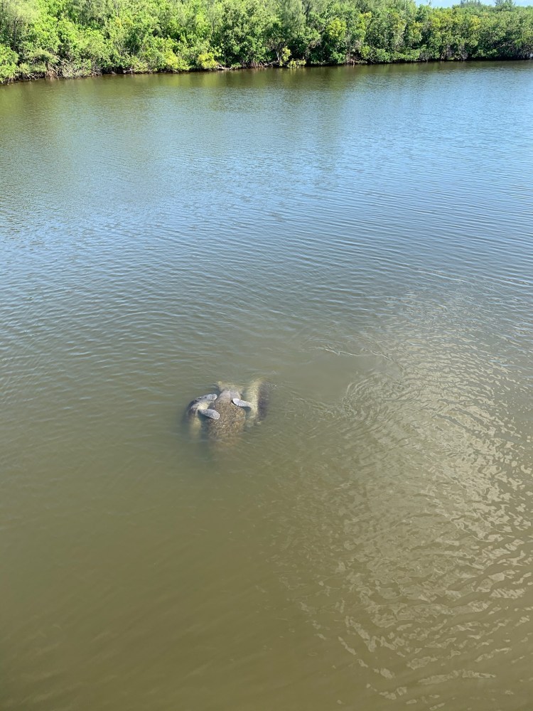 Manatees swimming in a river near a wooded shoreline.