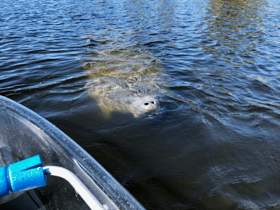 Manatee swimming near a boat in dark water.
