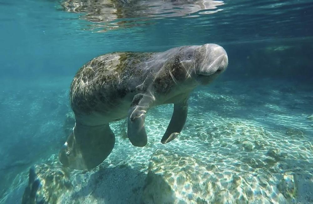 Manatee swimming underwater near a rocky seabed in clear blue water.