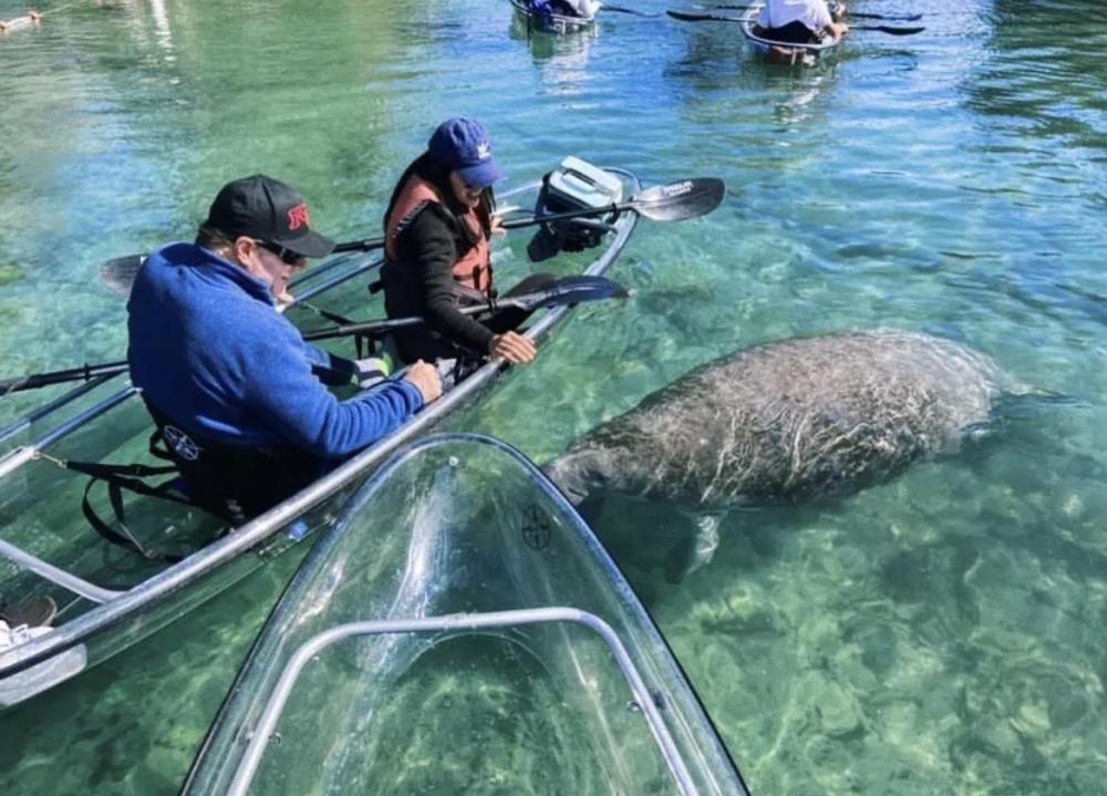 People in transparent kayaks observe a manatee in clear water.