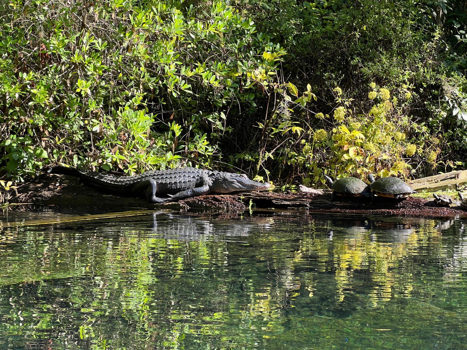 Alligator and two turtles on a log near water's edge with green foliage.