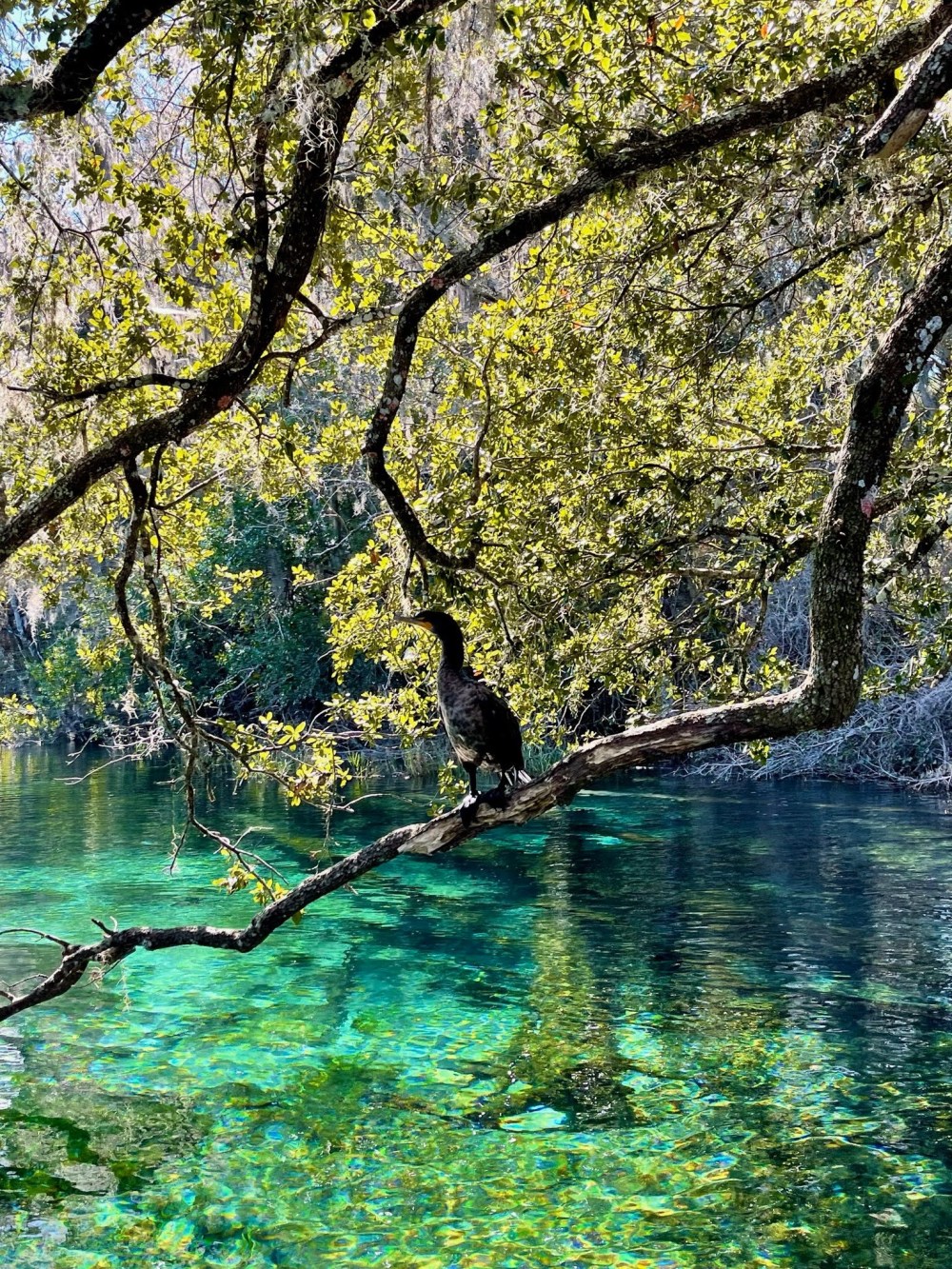 Bird perched on a tree branch over clear turquoise water.