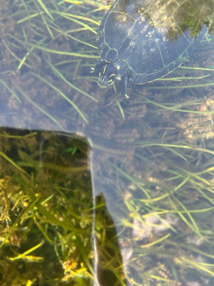 Turtle swimming in clear water with grass visible below.