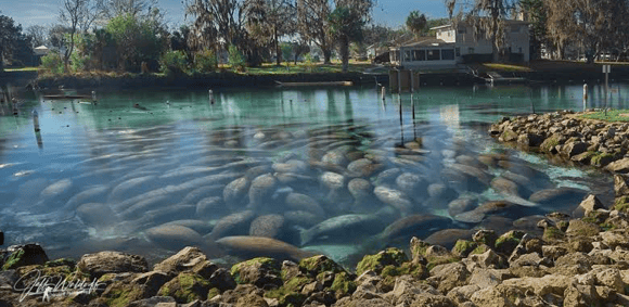Many manatees in clear water near a rocky shore with houses in the background.