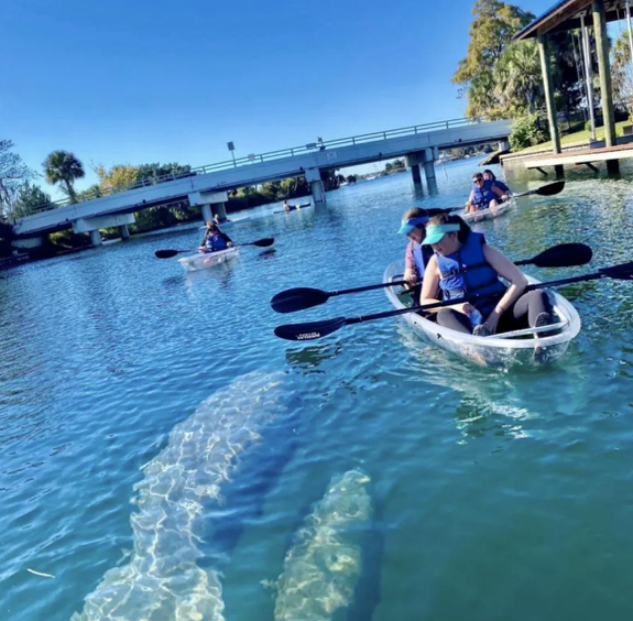 Kayakers on a river with a large manatee visible underwater.